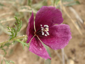 Roemeria hybrida